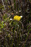 Low pinebarren milkwort